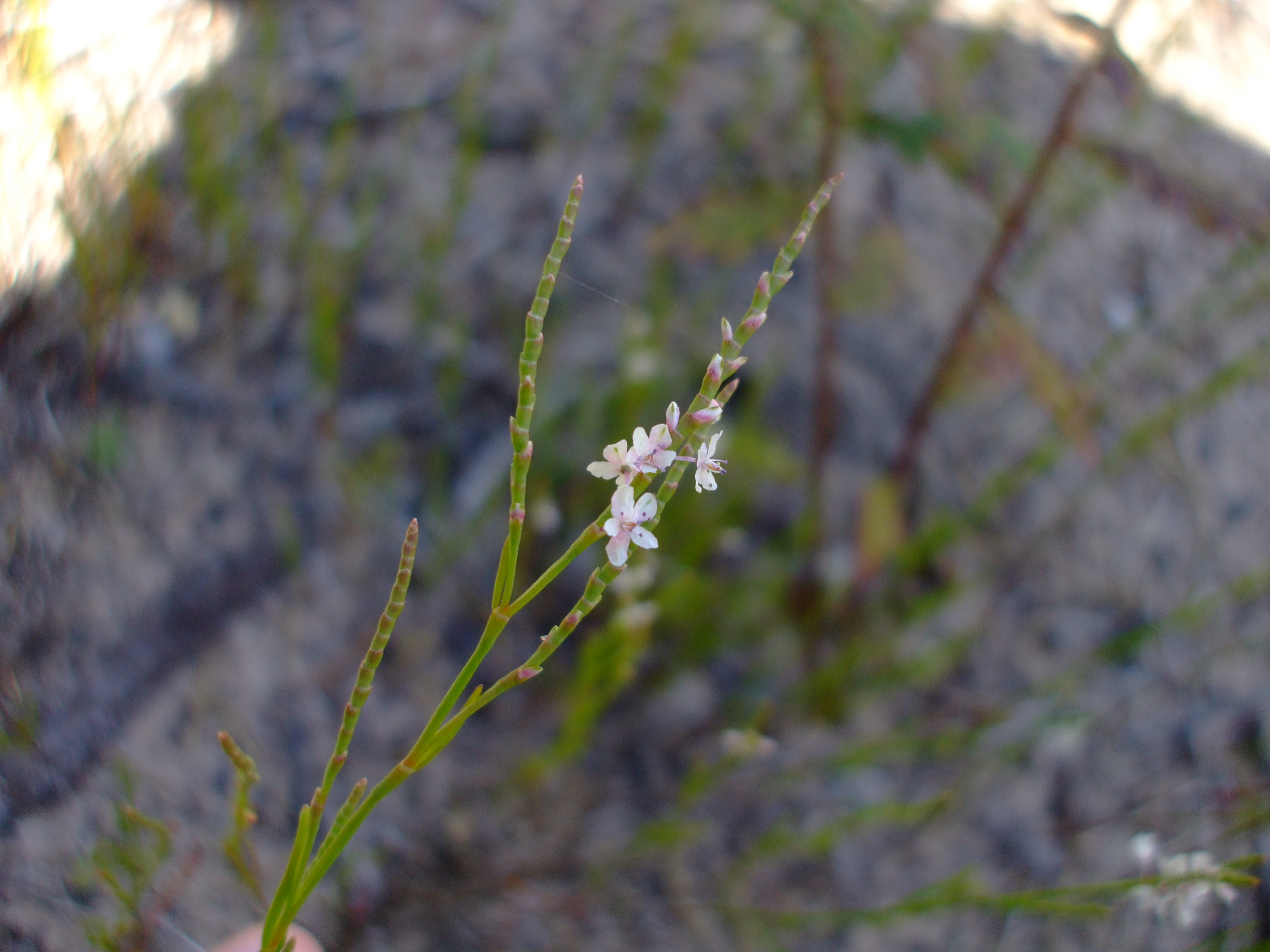 Polygonella articulata